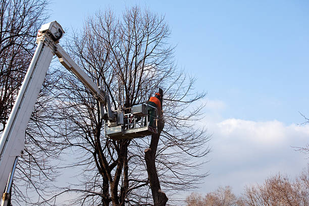 Reliable Tornillo, TX Tree Care Solutions